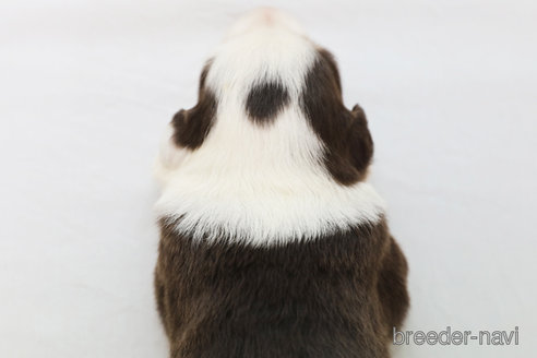 成約済の神奈川県のボーダーコリー-319175の5枚目